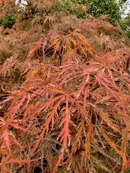 Acer palmatum dissectum ‘Tamukeyama’ - pendula - Image 6