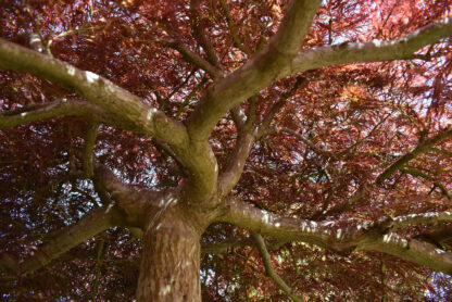 Acer palmatum dissectum ‘Tamukeyama’ - pendula - Image 5