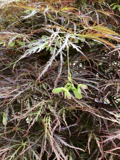 Acer palmatum dissectum ‘Tamukeyama’ - pendula - Image 7