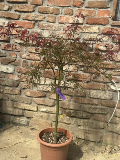 Acer palmatum dissectum ‘Tamukeyama’ - pendula - Image 8