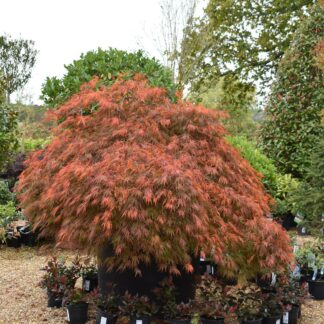 Acer palmatum dissectum ‘Tamukeyama’ - pendula