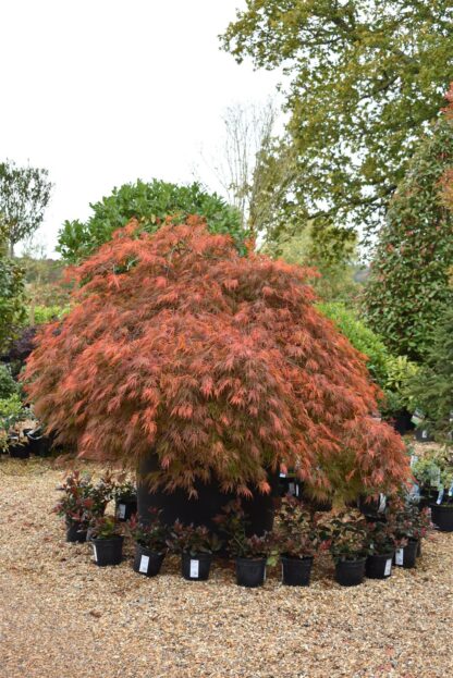 Acer palmatum dissectum ‘Tamukeyama’ - pendula
