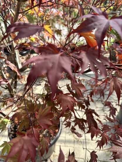 Acer palmatum Atropurpureum - Image 3