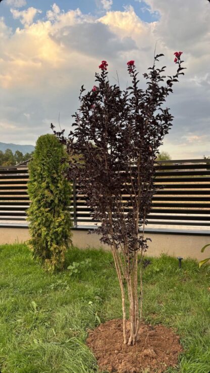 Lagestoremina indica black dimond multi trung - Image 5