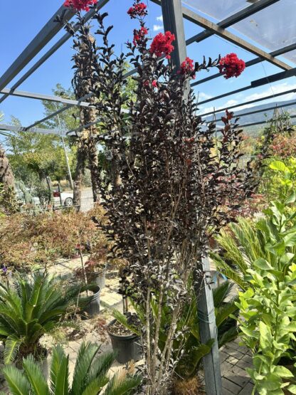 Lagestoremina indica black dimond multi trung - Image 3