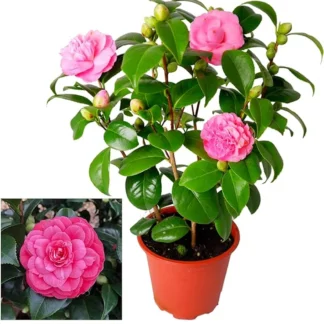 Camellia Japonica
