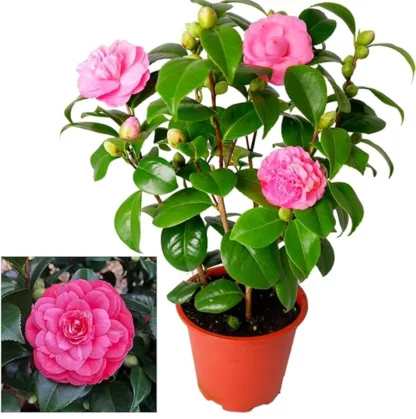 Camellia Japonica