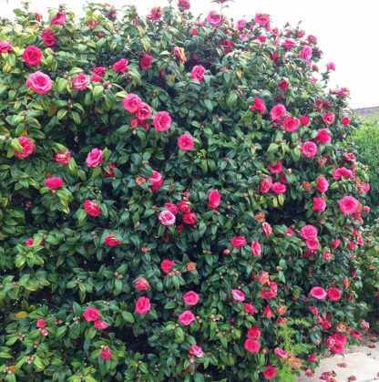 Camellia Japonica - Image 3