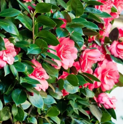 Camellia Japonica - Image 4