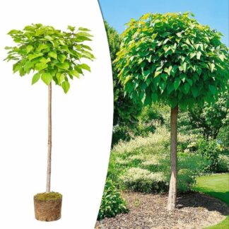 Catalpa Nana