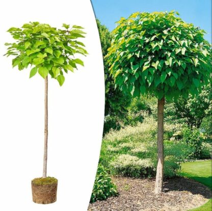 Catalpa Nana