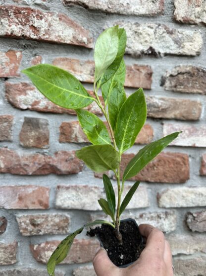 Prunus laurocerasus - rasad 6 za 750 den - Image 3