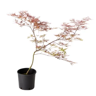 Acer Palmatum dissectum 2l / 70 cm