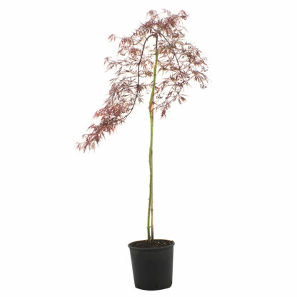 Acer Palmatum dissectum 2l / 70 cm - Image 2