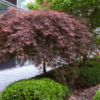 Acer Palmatum dissectum 2l / 70 cm