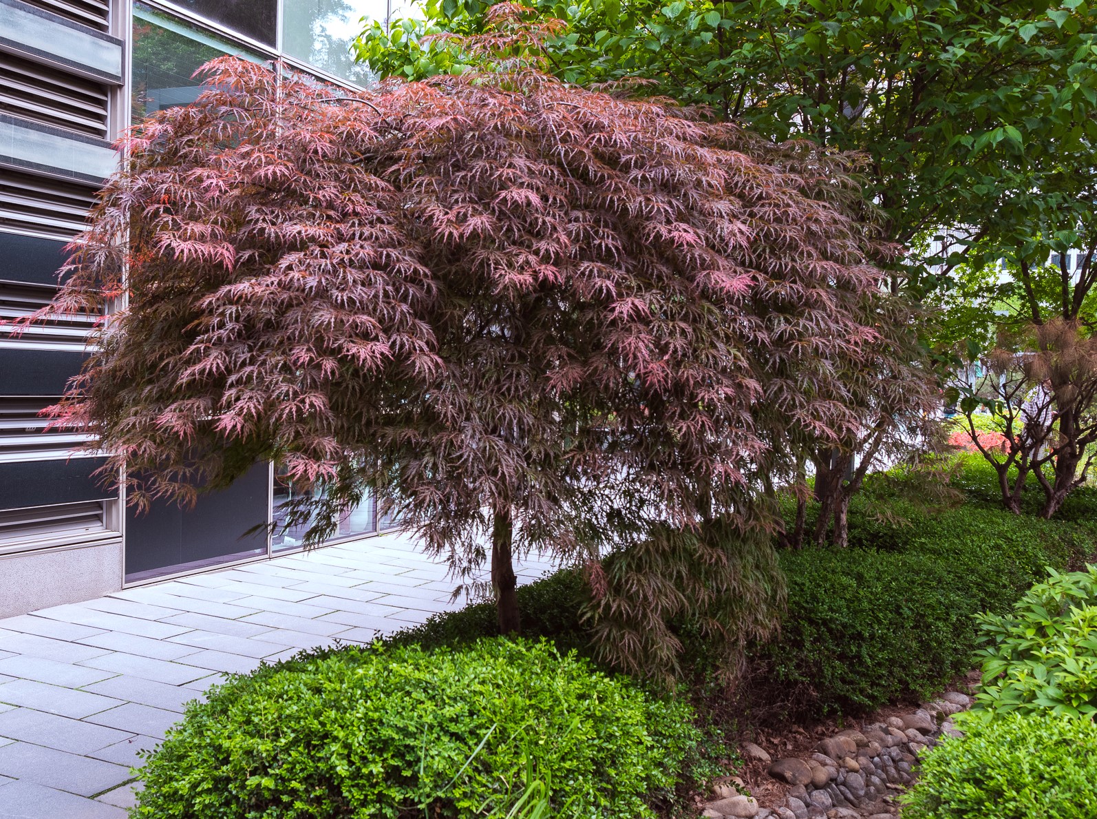 Acer Palmatum dissectum 2l / 70 cm - Image 2