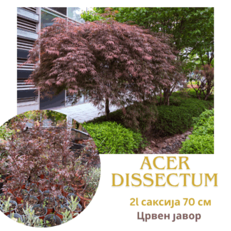Acer Palmatum dissectum 2l / 70 cm