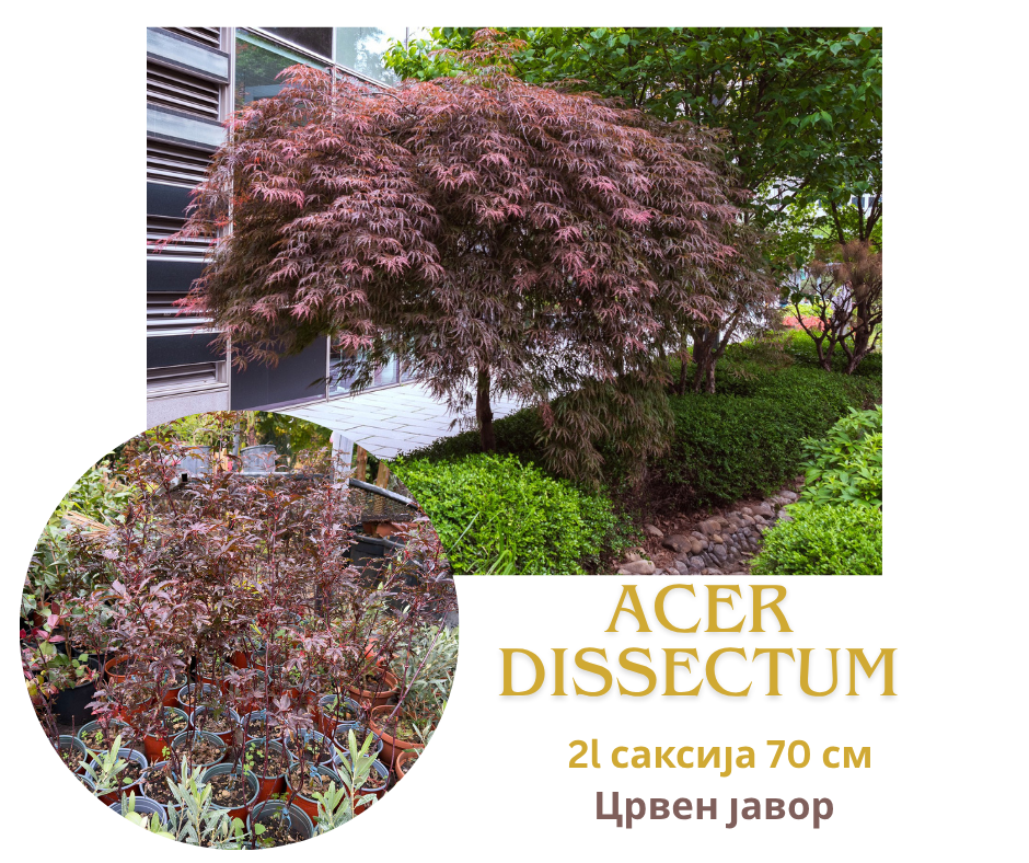 Acer Palmatum dissectum 2l / 70 cm