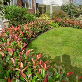 Photinia Red Robbins – 160 cm