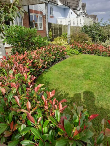 Photinia Red Robbins – 160 cm