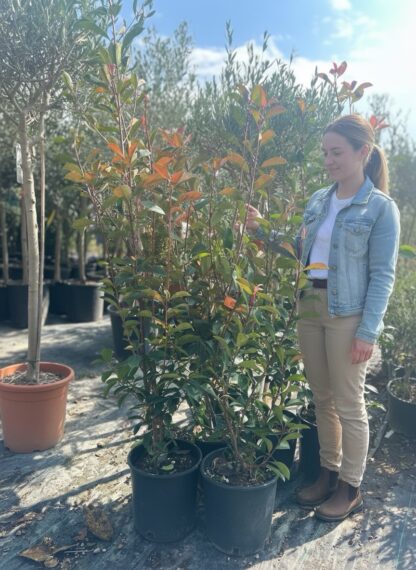 Photinia Red Robbins – 160 cm - Image 3