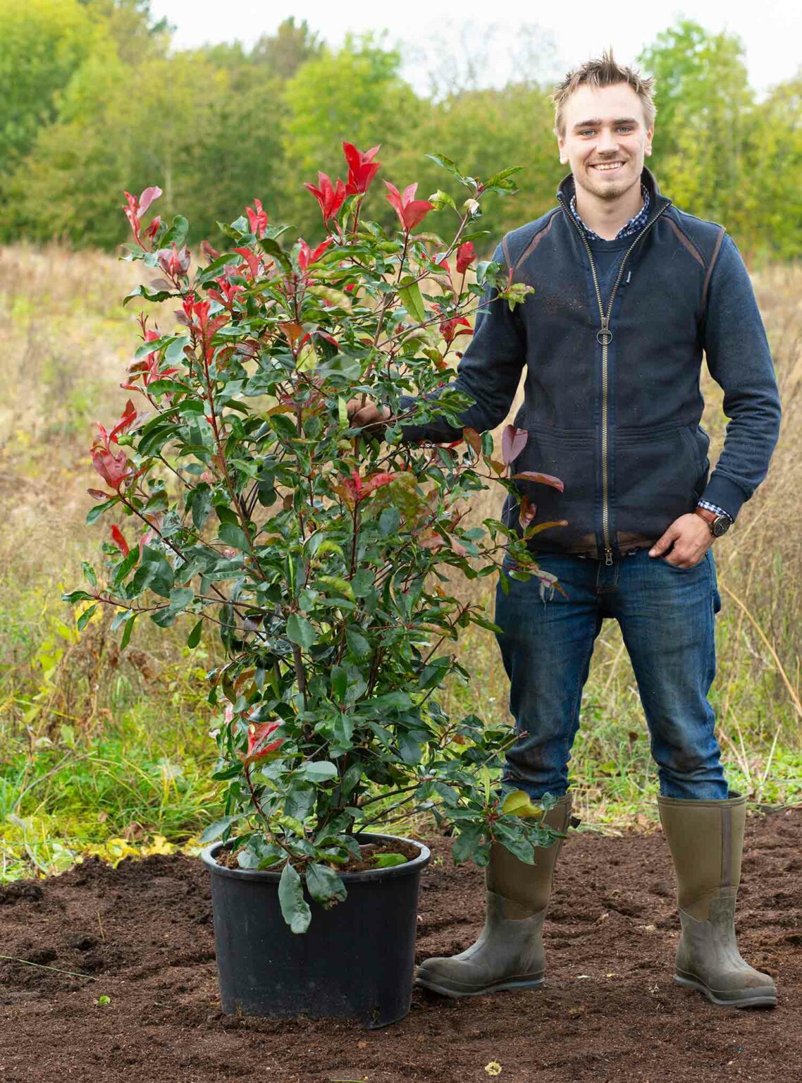 Photinia Red Robbins – 160 cm – ZelenaOaza.net