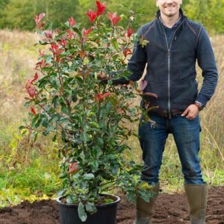 Photinia Red Robbins – 160 cm