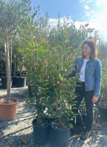 Photinia Red Robbins – 160 cm - Image 2