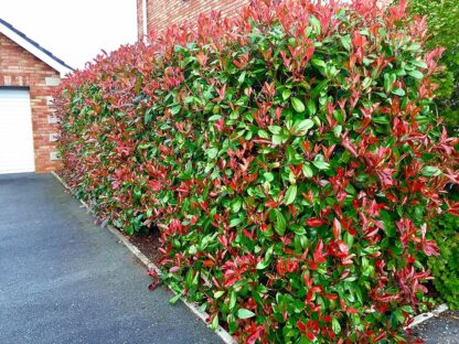 Photinia Red Robbins – 160 cm - Image 5