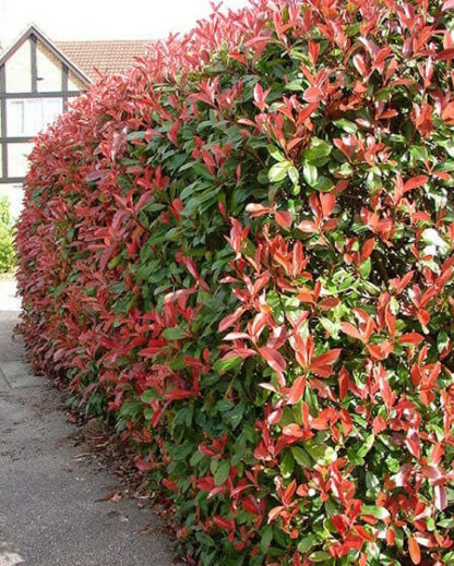 Photinia Red Robbins – 160 cm - Image 6