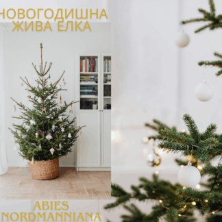 Abies Nordmanniana - Жива елка
