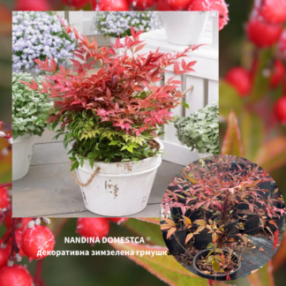Nandina Domestica 2l - Heavenly Bamboo Obession