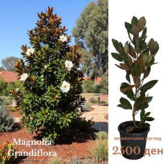 Magnolia Grandiflora