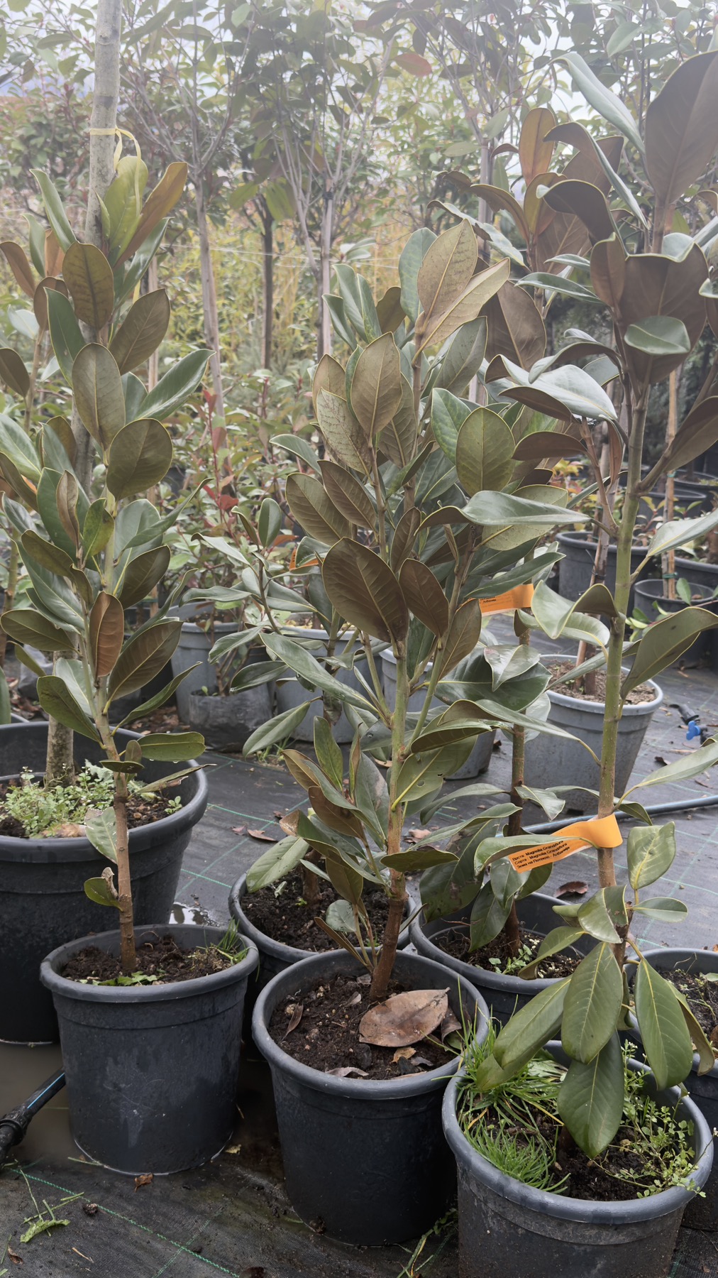 Magnolia Grandiflora - Image 2