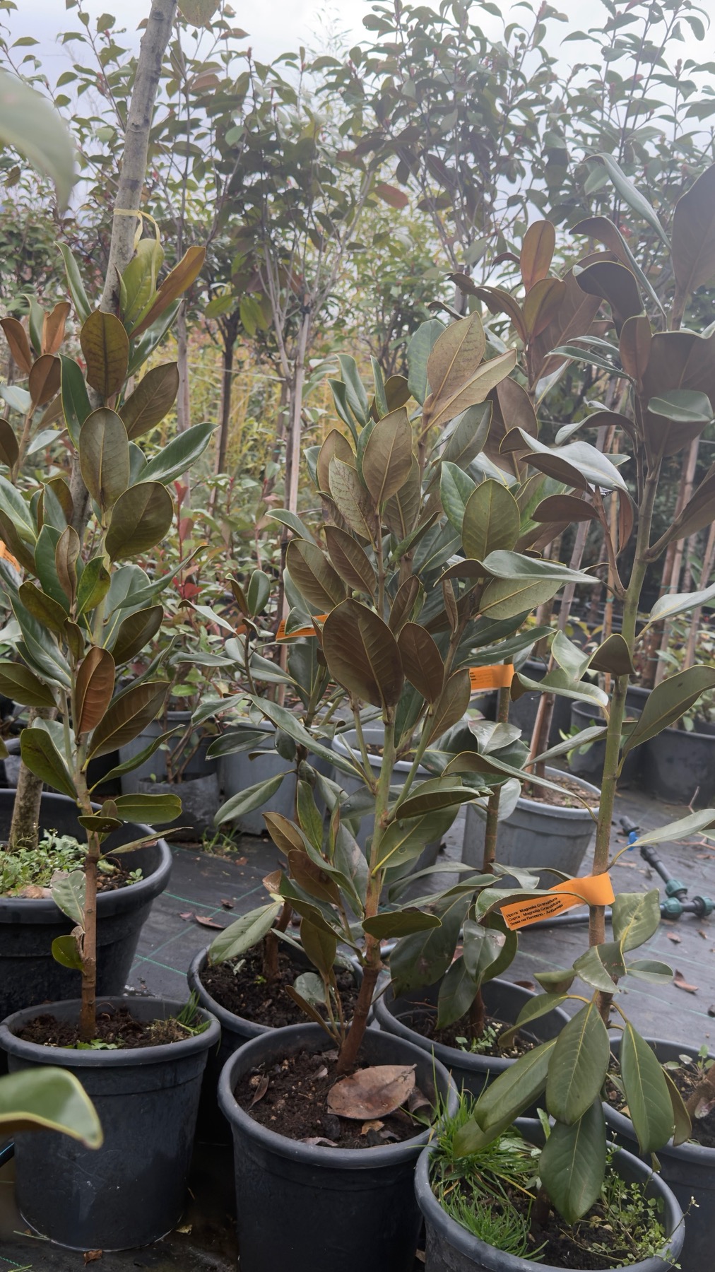 Magnolia Grandiflora - Image 3