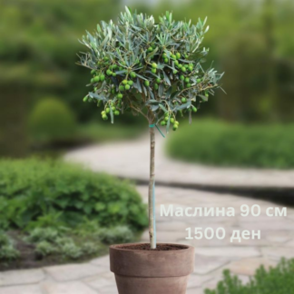 Olea Europea stam 90cm