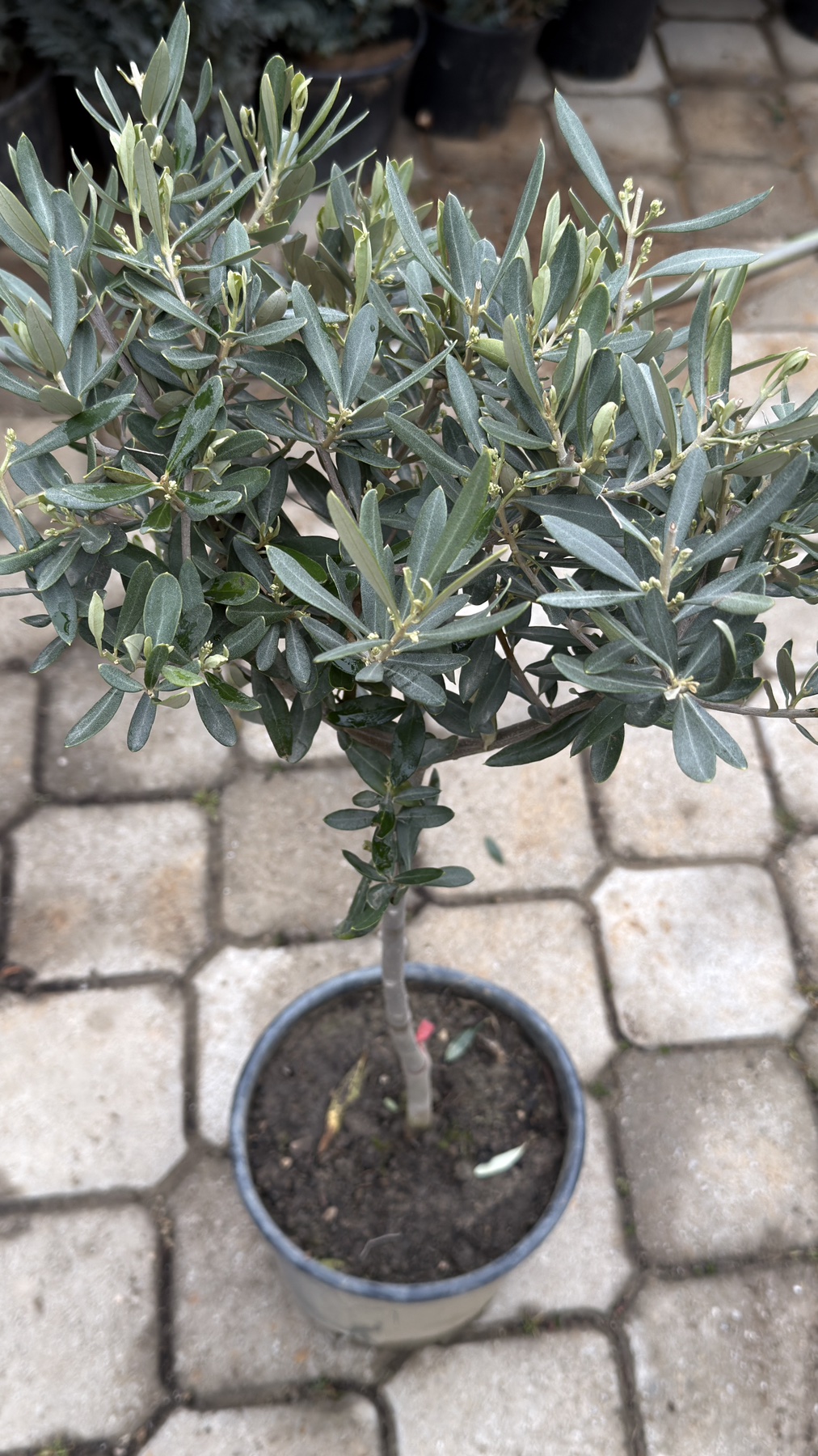 Olea Europea stam 90cm - Image 2