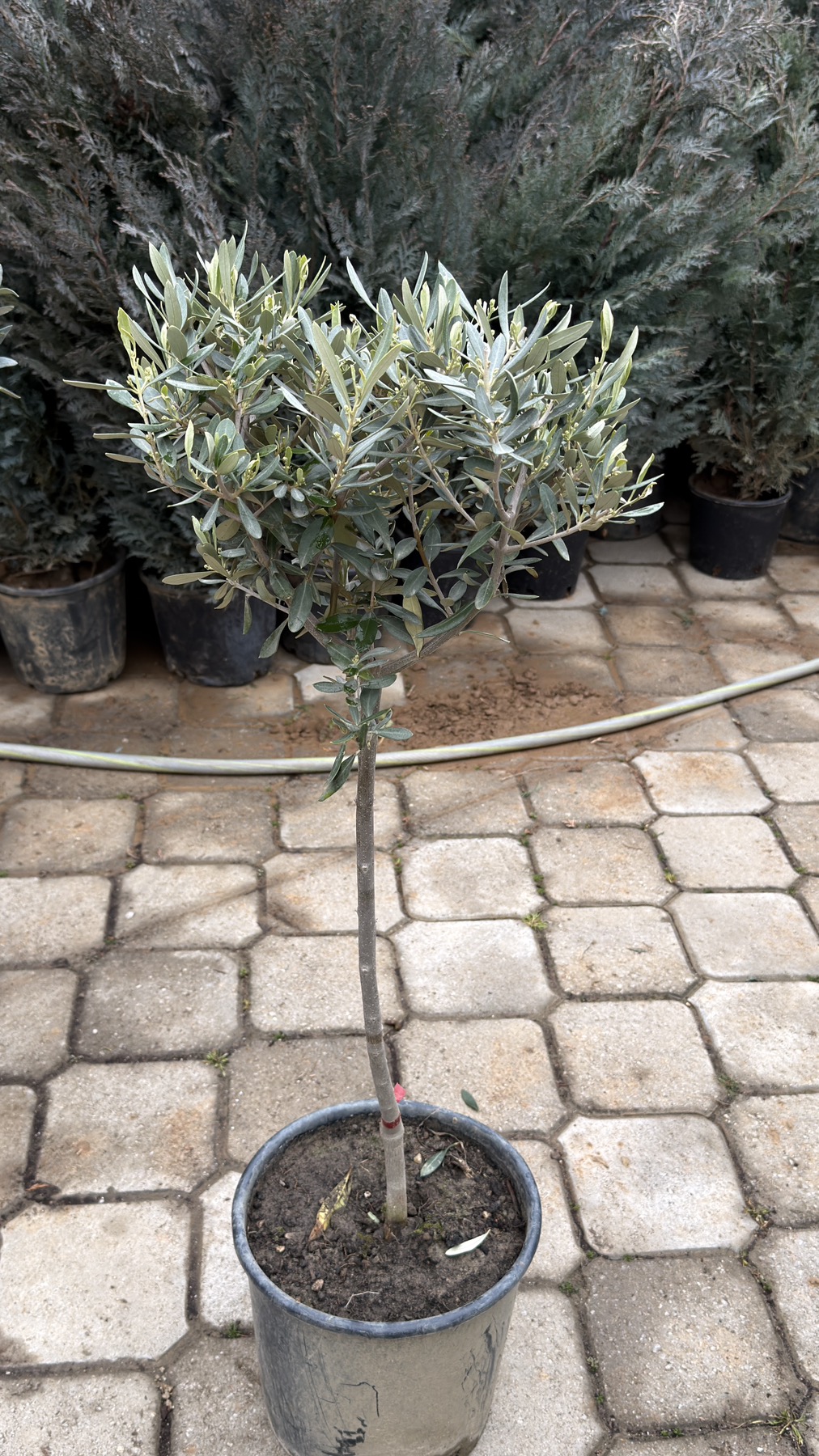 Olea Europea stam 90cm - Image 3