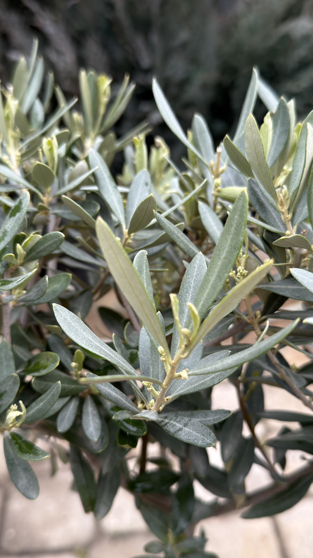 Olea Europea stam 90cm - Image 4