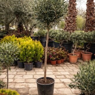 Olea Europea stam 150 cm