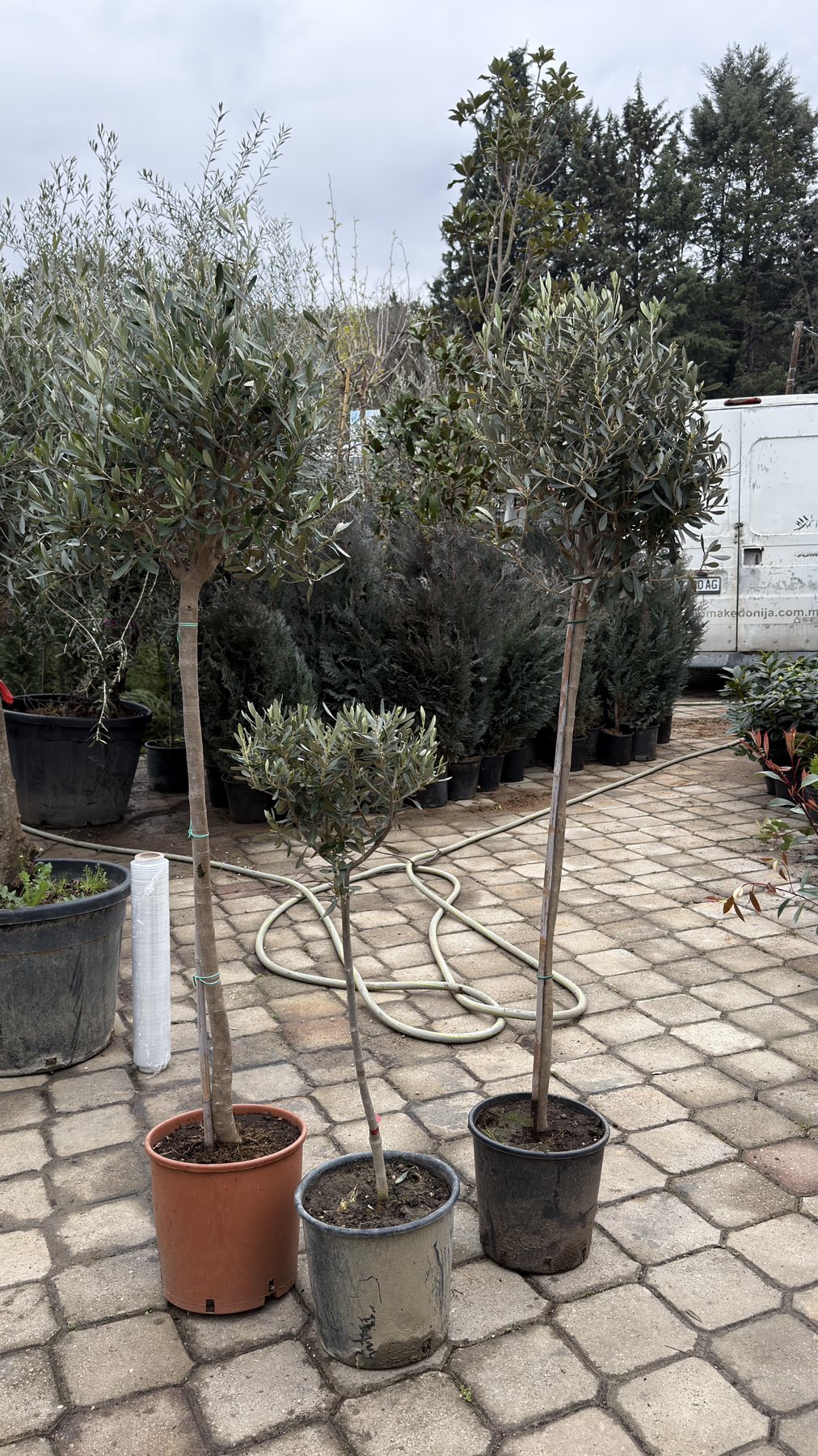 Olea Europea stam 150 cm - Image 4