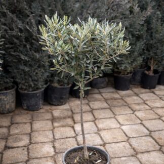 Olea Europea stam 90cm