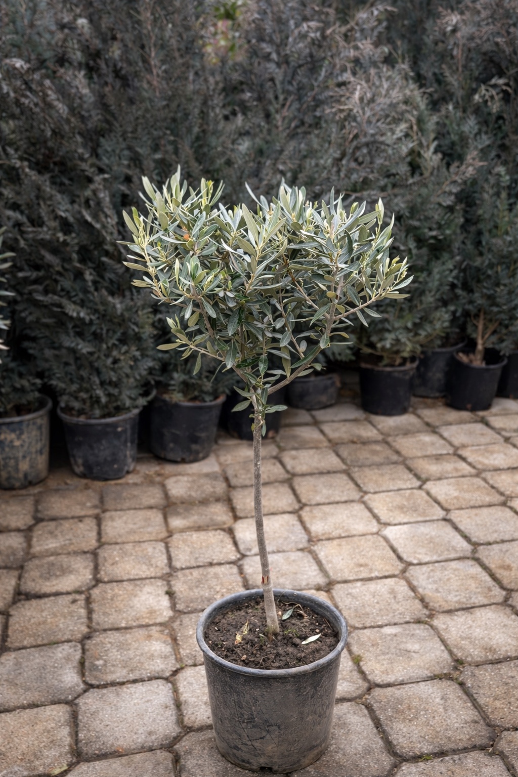 Olea Europea stam 90cm