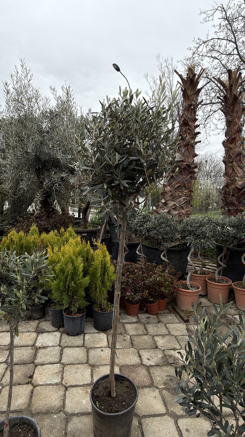 Olea Europea stam 150 cm - Image 3