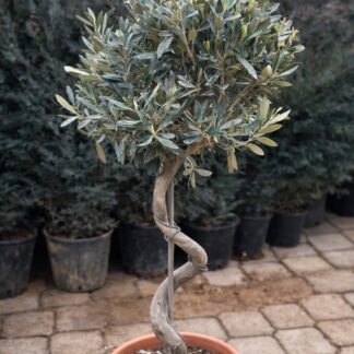 Olea Europea spiral 3