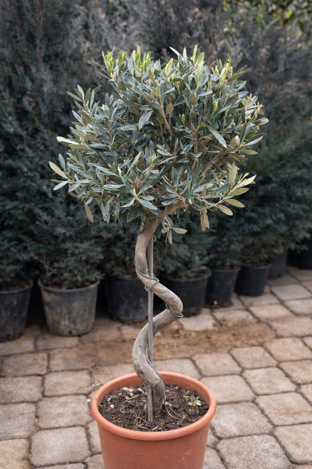 Olea Europea spiral 3