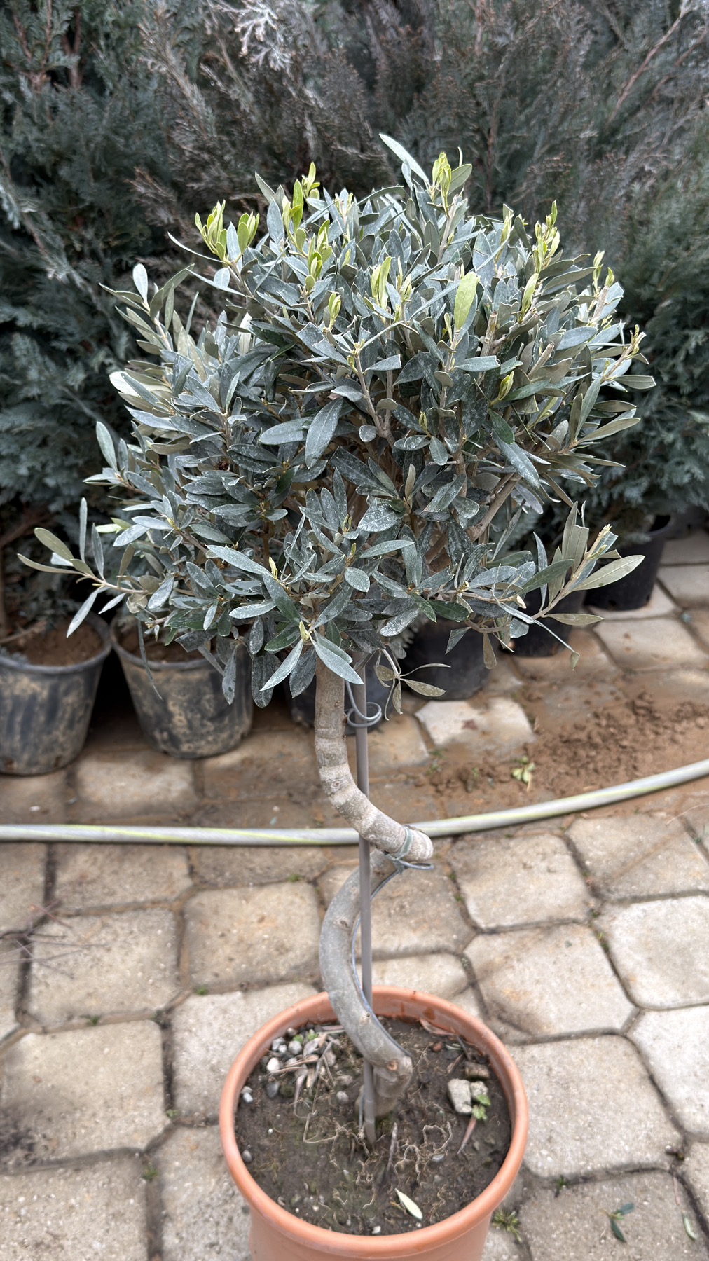 Olea Europea spiral 3 - Image 3