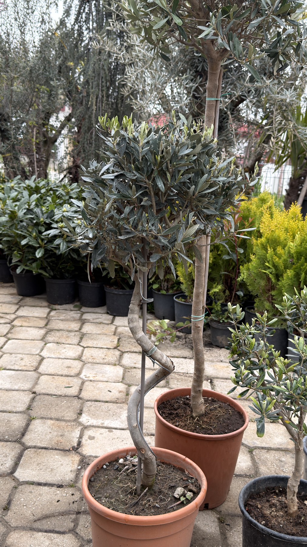 Olea Europea spiral 3 - Image 6