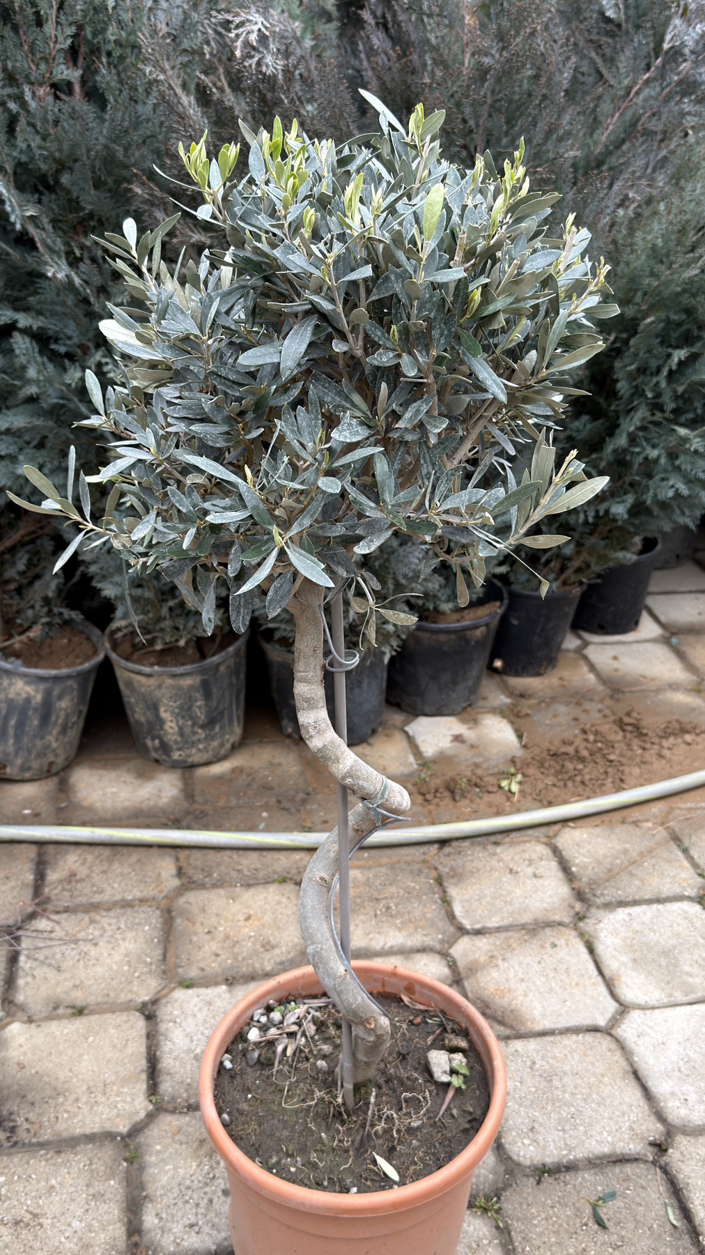 Olea Europea spiral 3 - Image 8