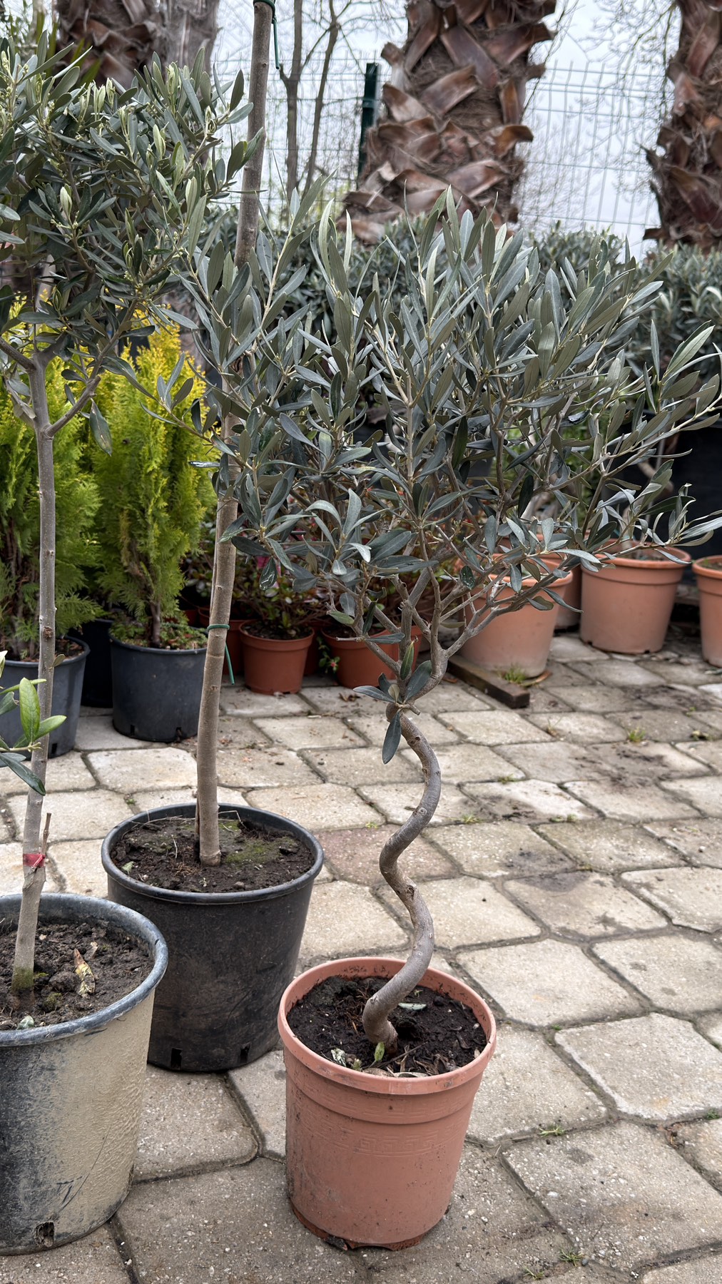 Olea europea spiral 2 - Image 2